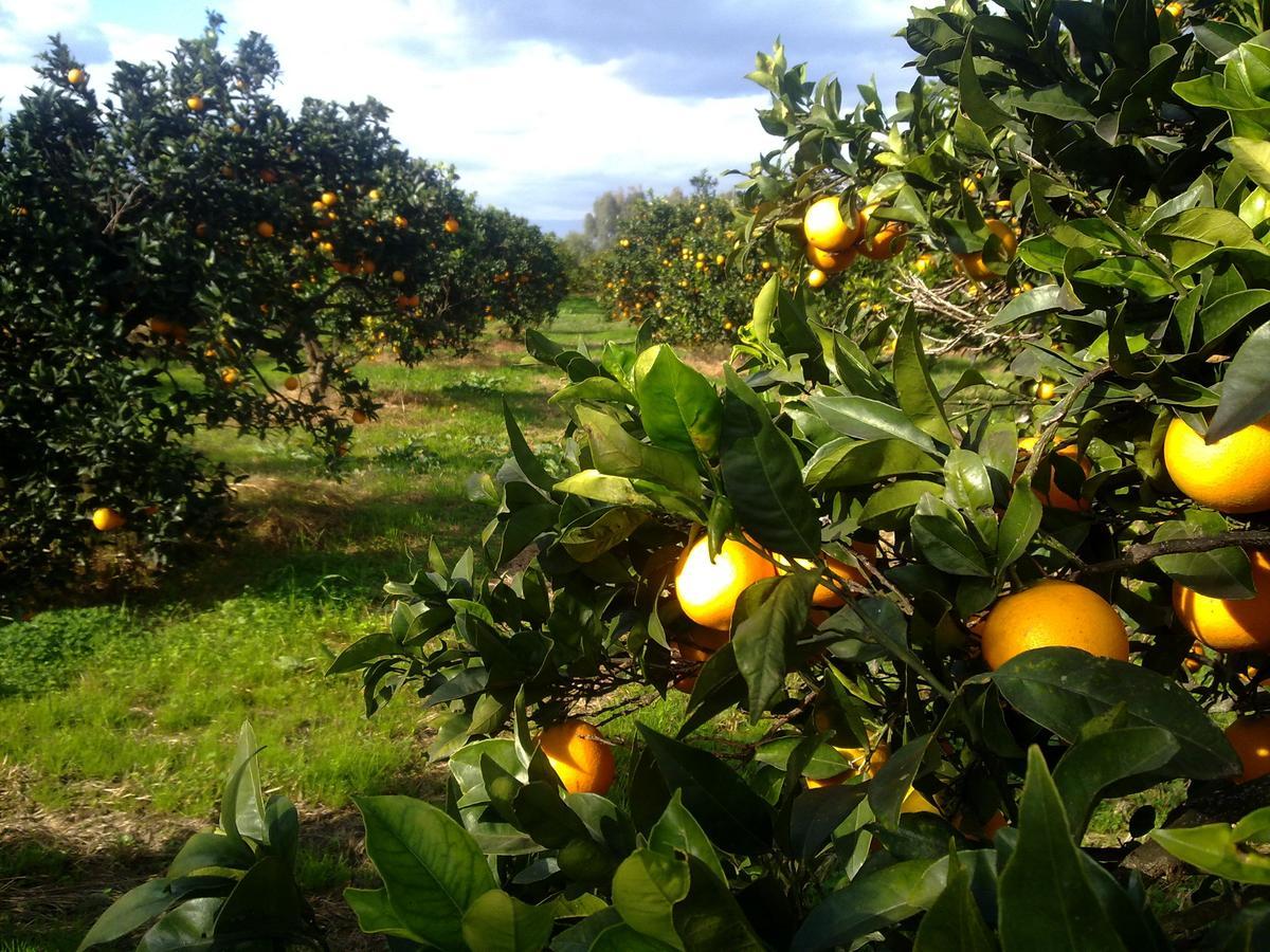 Su Canonigu Agriresort Farm stay *